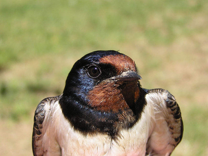 Barn Swallow, Digrans 20080604